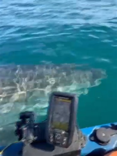 David Slavich has spent years enjoying the ocean, but a close encounter with a great white shark near Half Moon Bay last weekend was unlike anything he's ever experienced out on the water. #HalfMoonBay #BayArea