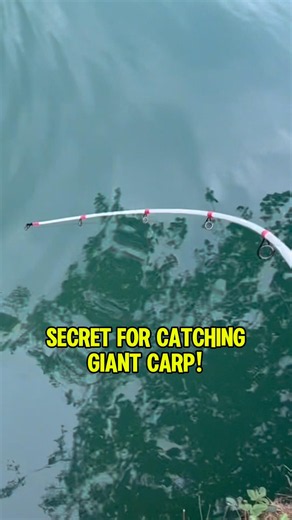 Peanut Butter Secret For Catching GIANT Carp In Ponds! #shorts #fishing #carp
