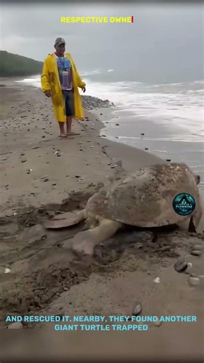 Giant Sea Turtles Rescued After Being Buried Alive! 🐢❤️ #shorts #tamil