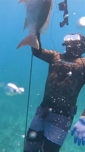 Catching mutton snapper for #fishing #crustacean