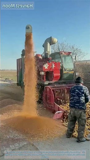 Corn Harvest: Live Action of Mechanical Threshing