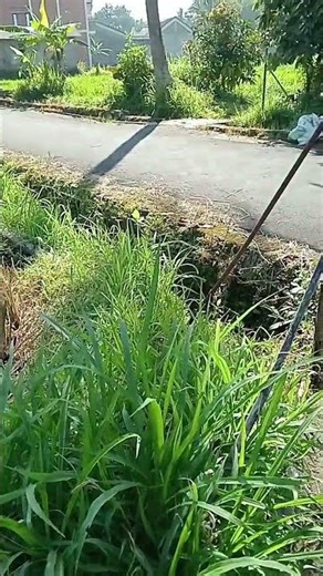 Peaceful Morning Rice Harvest on the Slopes of Mount Merapi 🌄”