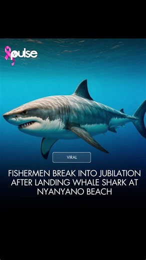 Whale Shark Caught by Fishermen at Nyanyano Beach Ghana