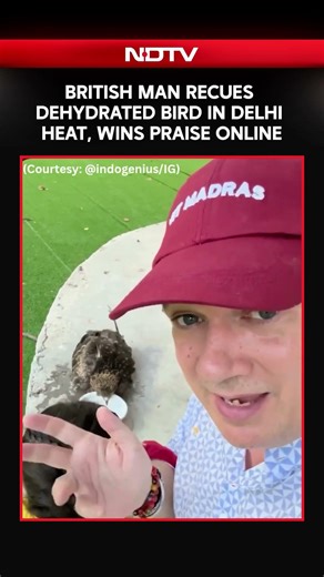 Delhi News | British Man Recues Dehydrated Bird In Delhi Heat, Wins Praise Online