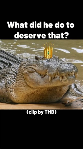 Crocodile brutally annihilated ugly dog by a river in Florida