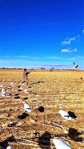 Perfect Snow Goose Hunt 🎯🦆💥|#birdhunting #hunting #duckhunting #huntingbirds #goosehunt #birds #yt
