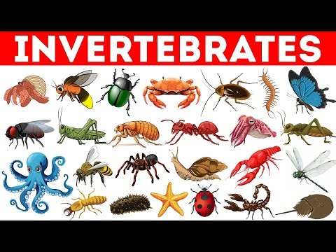 Invertebrates | Invertebrate Animals | Learn Animals Names in English | Educational Video for Kids