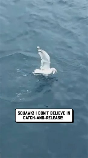 squawk! thanks for making it easy for me! 🪿 🤣