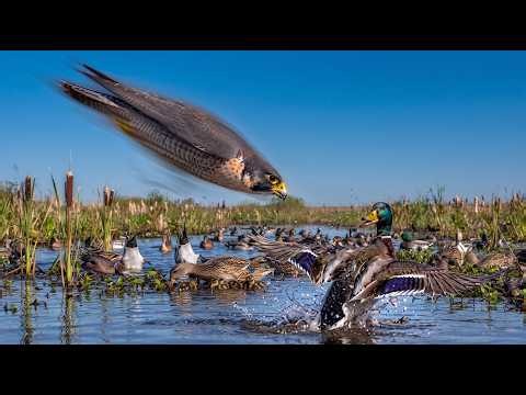 Peregrine Falcon: Hunting at 300+ km/h to Feed Its Hungry Chicks | Wild Survival