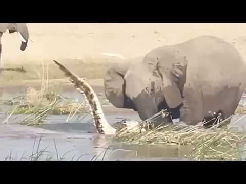The Greatest Animal Battles Ever Caught on Camera
