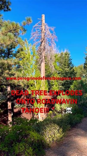 Dead Tree Explodes Onto Roadway in Tahoe! #lumberjack #defensiblespace #treework #arborist