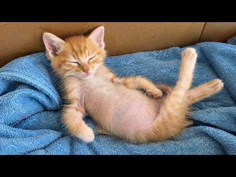 Precious Baby Kittens Being Adorable for 5 Minutes 🥹💖
