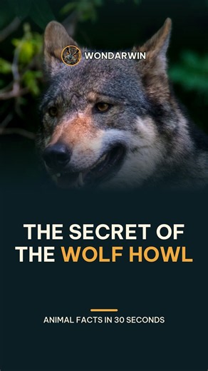 Why Wolves Howl Together 🐺