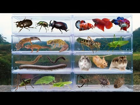 I am hunting for insects in the garden I found a Leaf Footed Bugs, Millipede, Beetle, Betta Fish....