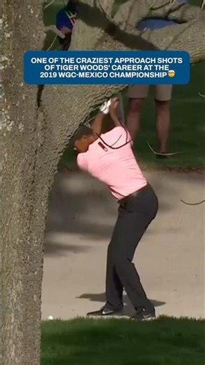 Tiger the artist 🎨