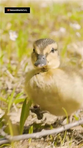 Wildlife Focus #26 - This Duckling Will Fix Your Entire Day