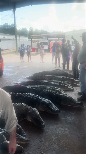 Alligator Season 2026! Swamp People!