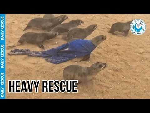 This Seal Was Forced to Wear a Heavy Blue Plastic Cape!