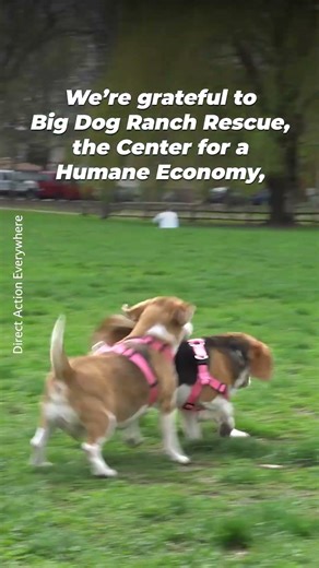 1,500 Beagles Saved From Labs 🐶💔➡️💚
