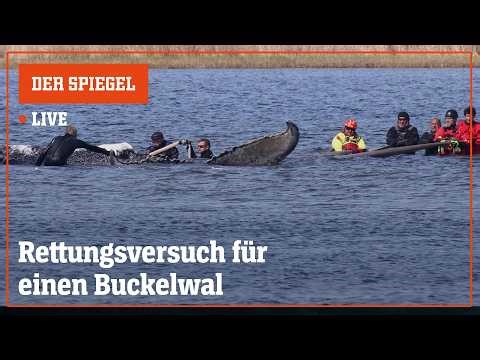 Livestream: Rettungsversuch für den Ostsee-Buckelwal | DER SPIEGEL