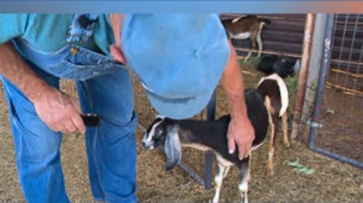 Suspected animal attack kills dozens of goats in Buckeye
