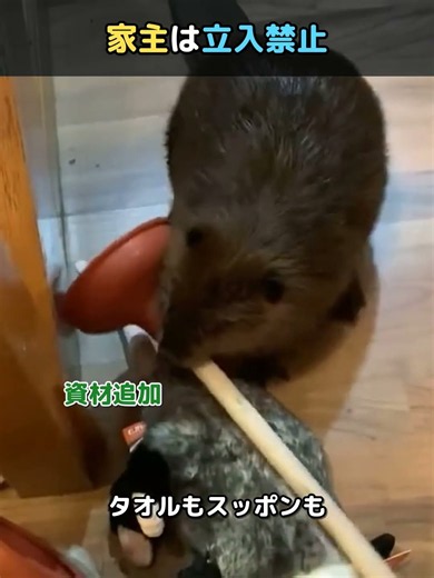 ビーバーに家を任せたら…家主は立入禁止ｗ #shorts