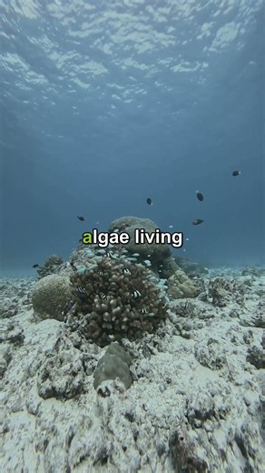 That Coral Reef Is Actually an Animal