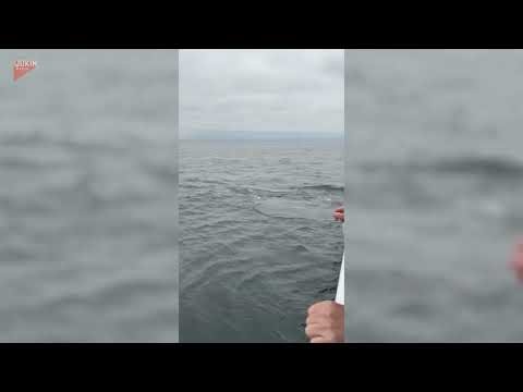 Orcas Surface and Dive in Water - 1835690-6