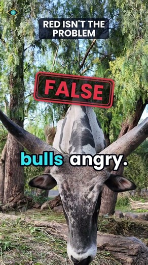 Red Doesn't Make Bulls Angry
