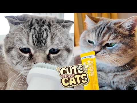 Cute Cat's MEOW Stories 😺 🐈 Play Fun with REAL Kitten's 🐾 Two Fluffy pants adventures #13