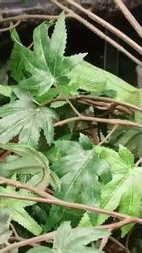 How to train Your Dragon west African bush viper