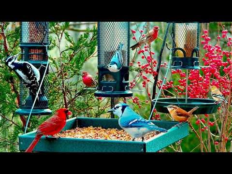 🔴LIVE Cottage Bird Feeder: Cardinals, Woodpeckers, Doves, song birds, Sleep, Cat TV