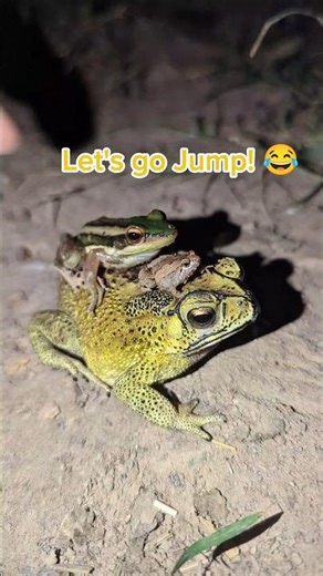 Let's jump the funny frogs | Small frog on big frog jumping funny | Animal Videos Funny