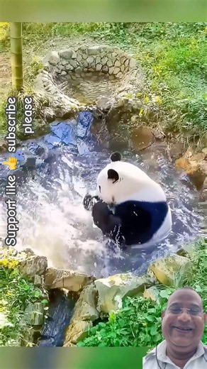 Pandas Splashing & Playing Together in the Pond 🐼💦 | Funniest Panda Moments Ever #Shorts