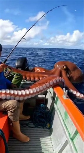 Giant Octopus Attacks Deep Sea Fisherman!
