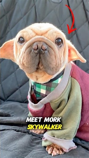 This Baby Yoda Dog Got a Second Chance at Life