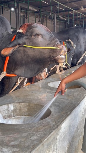The shepherd gives the bull a bowl of clean water to drink #bulls #water #cattlefarm #treanding