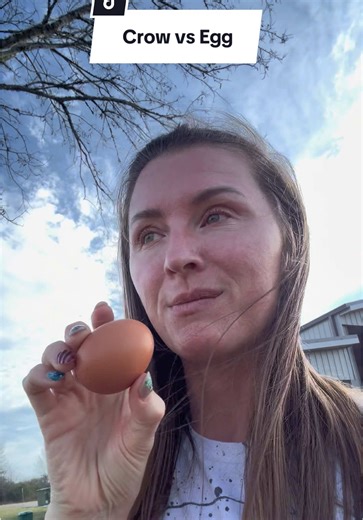 Summoning the crows with eggs | crows