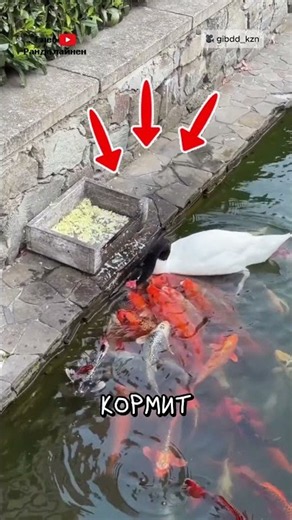 Is That Swan Feeding the Fish? 🦢