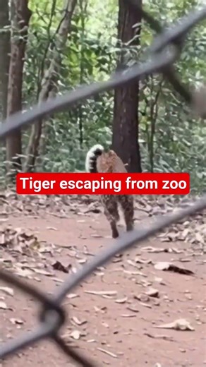 Tiger escapes from zoo—panic everywhere! 🐅⚠️ Don’t miss this intense footage.