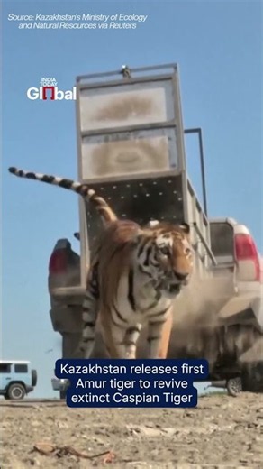 Kazakhstan Releases Amur Tiger to Revive Extinct Caspian Tiger Population #kazakhstan #tiger #viral