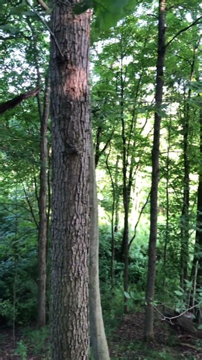 Waking up in Cuyahoga Valley National Park after a fantastic John Mellencamp concert last night 🙂
