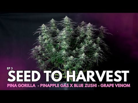 Pinapple Gas X Blue Zush | Bud Development in Flower Weeks 1–4 | Cannabis Cultivation