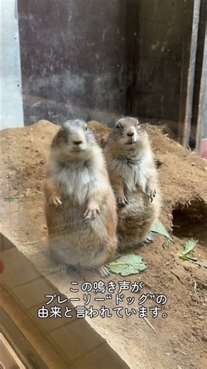 オグロプレーリードッグ が2頭揃ってこっちをみていました。