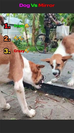 Dog vs Mirror 😂 | He Thinks It’s Another Dog! 🐶 #dogs