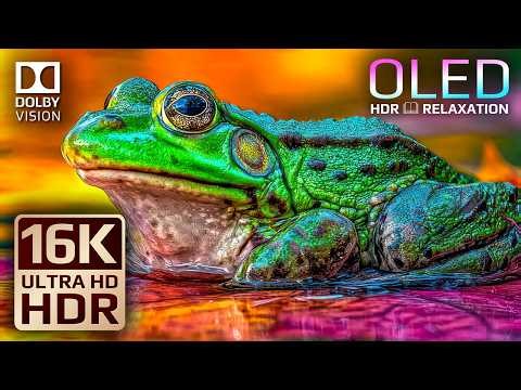 Cinematic Nature Animals | 16K Dolby Vision HDR OLED Test 240fps (4K Ultra HD TV)
