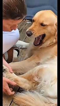 😂Golden Retriever Funny Compilation Part 2 🐶🤣 | Try Not to Laugh! #shorts