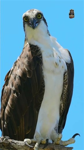Osprey 🦅 | The Fish-Hunting Eagle That Dives Into Water! 😱 #Shorts