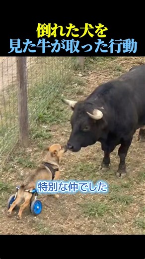 倒れた犬を見た牛が取った行動🐂🐕 #動物 #感動する話