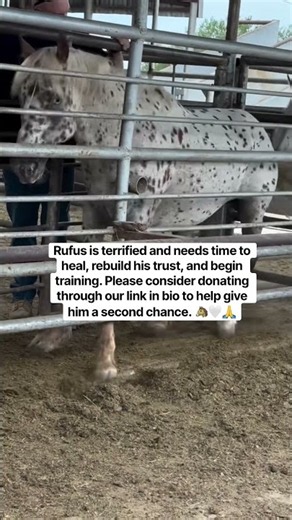 Rufus needs time, training,& a chance to trust again. Please consider donating via our link in bio🐴